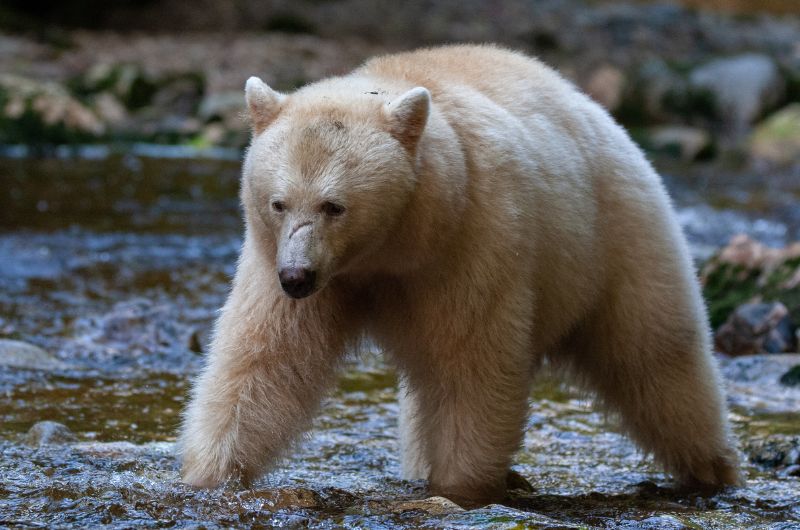 Spirit guide bear